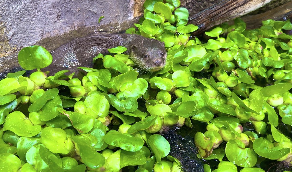 _aquapark_'s tweet photo. 現在、期間限定でコツメカワウソ展示水槽に水草を入れています！！
水草を入れて約1週間が経ちましたが、最近は水草でジャグリングをするのがブームなようです😊
好奇心旺盛なコツメカワウソらしい姿が見られますので、ぜひこの機会に会いに来てくださいね！！

（※水草がなくなり次第終了となります）

#コツメカワウソ
#AsianSmallClawedOtter
#カワウソ #otter
#マクセルアクアパーク品川
#MaxellAquaParkShinagawa
#アクアパーク #aquapark
#アクアパーク品川
#aquaparkshinagawa