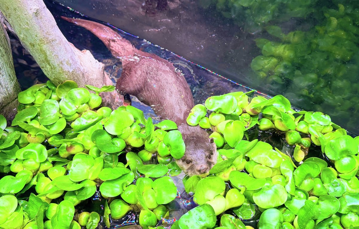 _aquapark_'s tweet photo. 現在、期間限定でコツメカワウソ展示水槽に水草を入れています！！
水草を入れて約1週間が経ちましたが、最近は水草でジャグリングをするのがブームなようです😊
好奇心旺盛なコツメカワウソらしい姿が見られますので、ぜひこの機会に会いに来てくださいね！！

（※水草がなくなり次第終了となります）

#コツメカワウソ
#AsianSmallClawedOtter
#カワウソ #otter
#マクセルアクアパーク品川
#MaxellAquaParkShinagawa
#アクアパーク #aquapark
#アクアパーク品川
#aquaparkshinagawa
