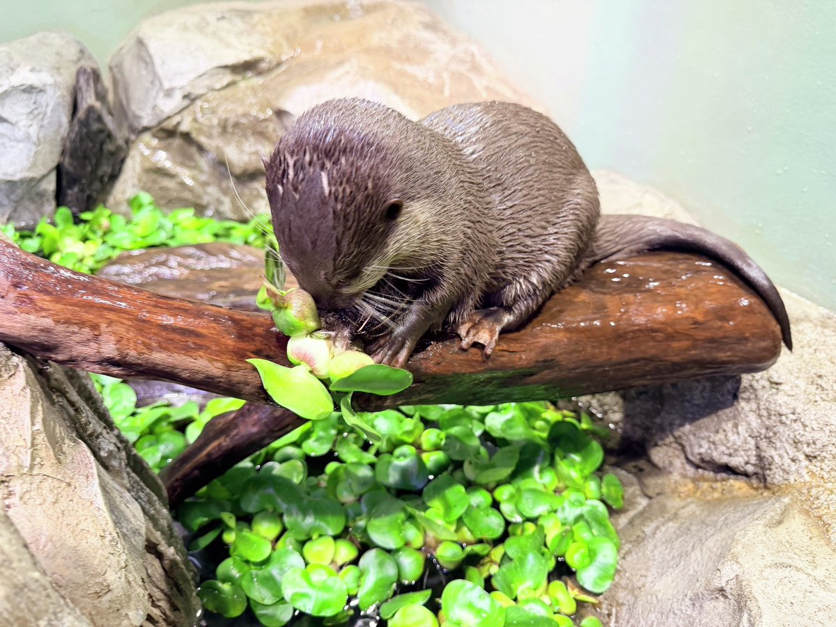_aquapark_'s tweet photo. 現在、期間限定でコツメカワウソ展示水槽に水草を入れています！！
水草を入れて約1週間が経ちましたが、最近は水草でジャグリングをするのがブームなようです😊
好奇心旺盛なコツメカワウソらしい姿が見られますので、ぜひこの機会に会いに来てくださいね！！

（※水草がなくなり次第終了となります）

#コツメカワウソ
#AsianSmallClawedOtter
#カワウソ #otter
#マクセルアクアパーク品川
#MaxellAquaParkShinagawa
#アクアパーク #aquapark
#アクアパーク品川
#aquaparkshinagawa
