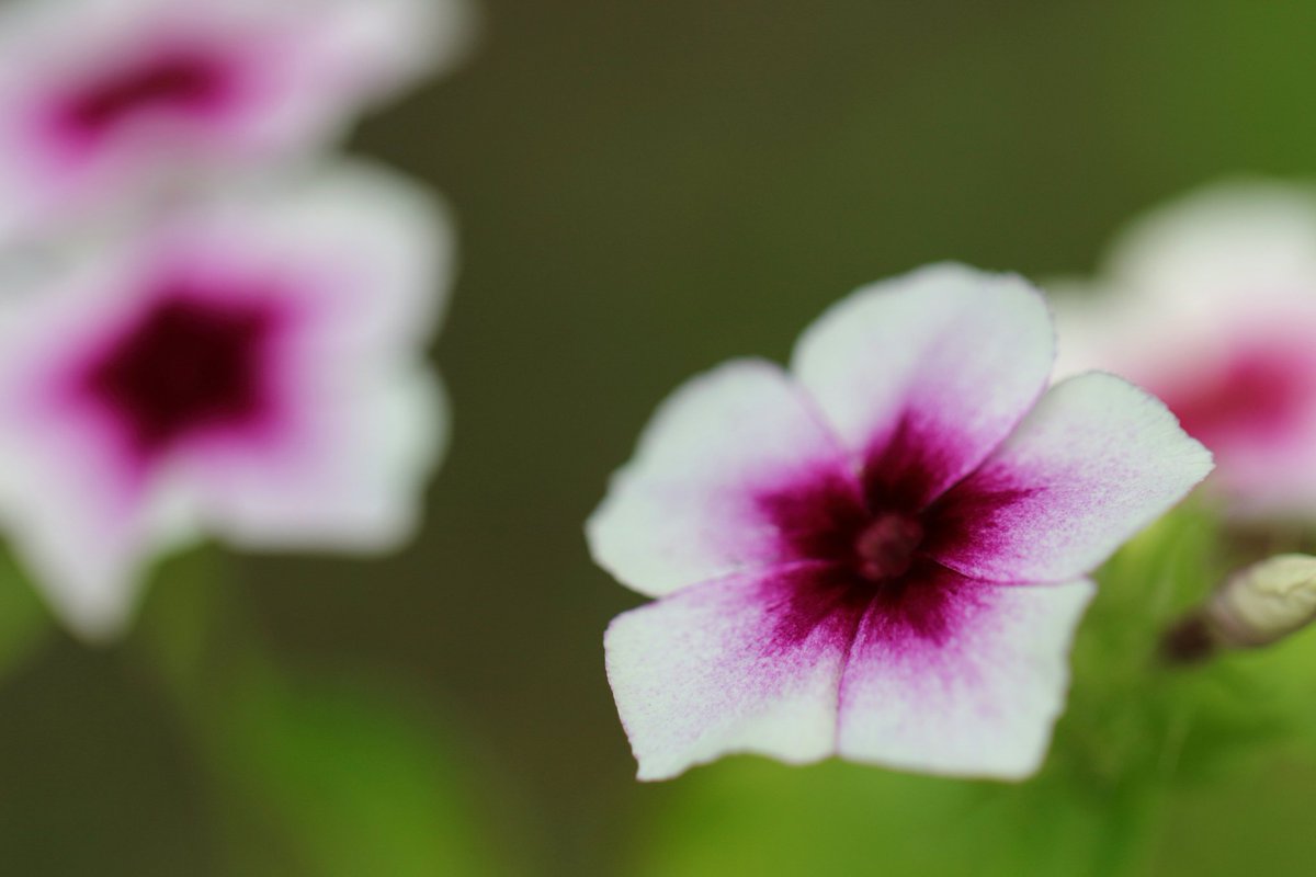 cappuccin45321's tweet photo. フロックス チェリーキャラメル
CANON EOS Kiss X7
EF100mm F2.8L MACRO IS USM
にて
#相模原麻溝公園
より
#キヤノン
#EOSKISS
#EOSKissX7
#Kissカメラ https://t.co/nRuV6h2Wsp