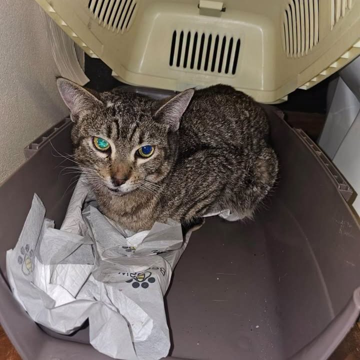 DeGatitos_'s tweet photo. TRANSITO PARA GATITO ATROPELLADO EN CABALLITO!
El martes rescatamos un gatito que fue atropellado. Le estamos dando antibióticos y anti-inflamatorios.
Necesita urgente transito para continuar con el tratamiento.
📲1150490092 (Nahuel)

#TransitoParaGatito #Caballito https://t.co/503jZZCof5