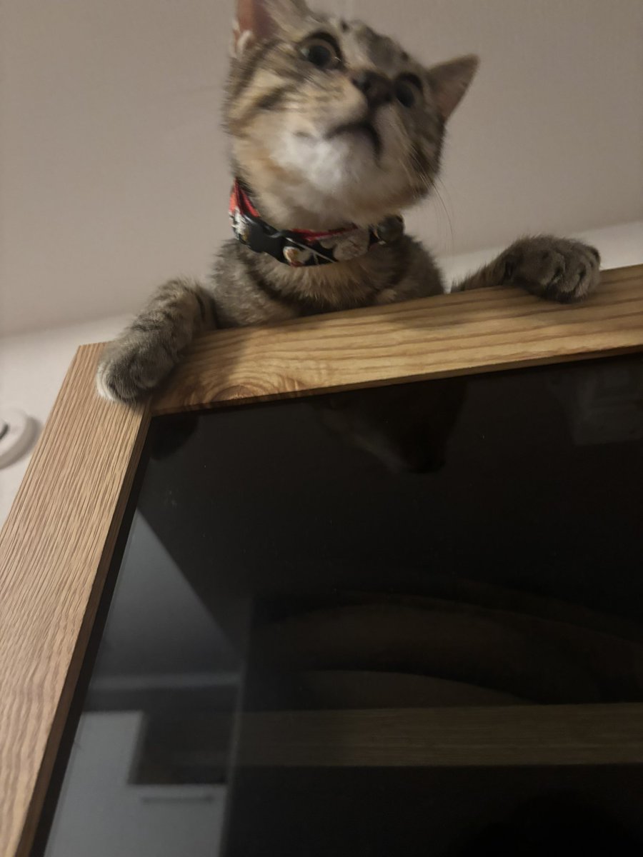 cata_shad's tweet photo. 最近猫の話しかしないキャタですが

不敵な楽団も大いに活動中
年内かなり埋まってますが
近いとこではこちら

7/20(祝)練馬FAMILY
8/11(祝)越谷ごりごりハウス
8/16(日)下北沢club Que
8/29(土)落合晴れ間

来てね！ https://t.co/4nwCth1v7M