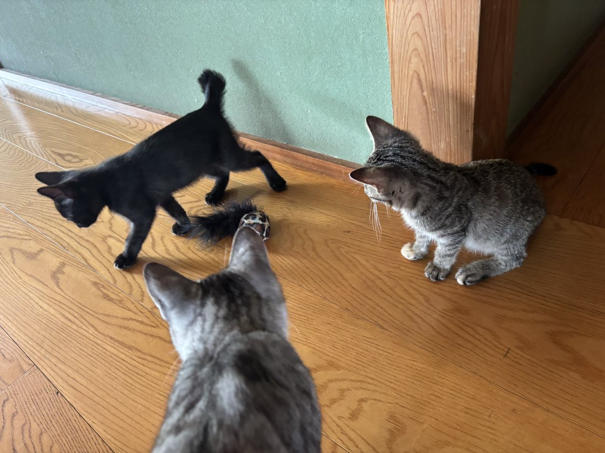 sarattchi's tweet photo. 今朝の3匹
オモチャで遊ぶクロくん
奪いにくるヒメちゃん
更にレンお兄ちゃんまで
お兄ちゃんがオモチャ奪っていきました！ https://t.co/FpINOOZjMY