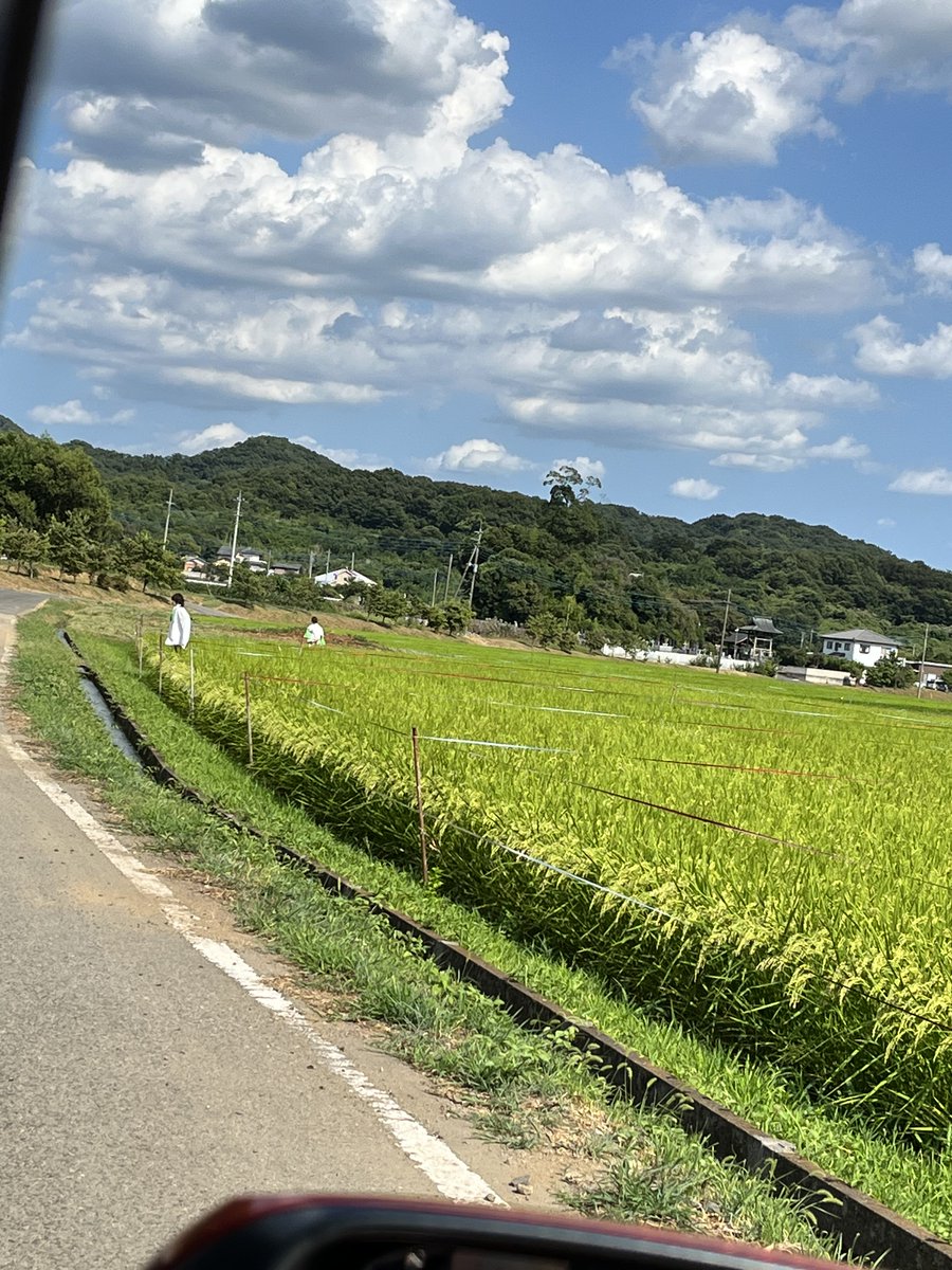 ricca_comic's tweet photo. 藪塚スネークセンター周辺の田んぼも
TRICK感が強いんだよね https://t.co/3Sf9nZJTiM