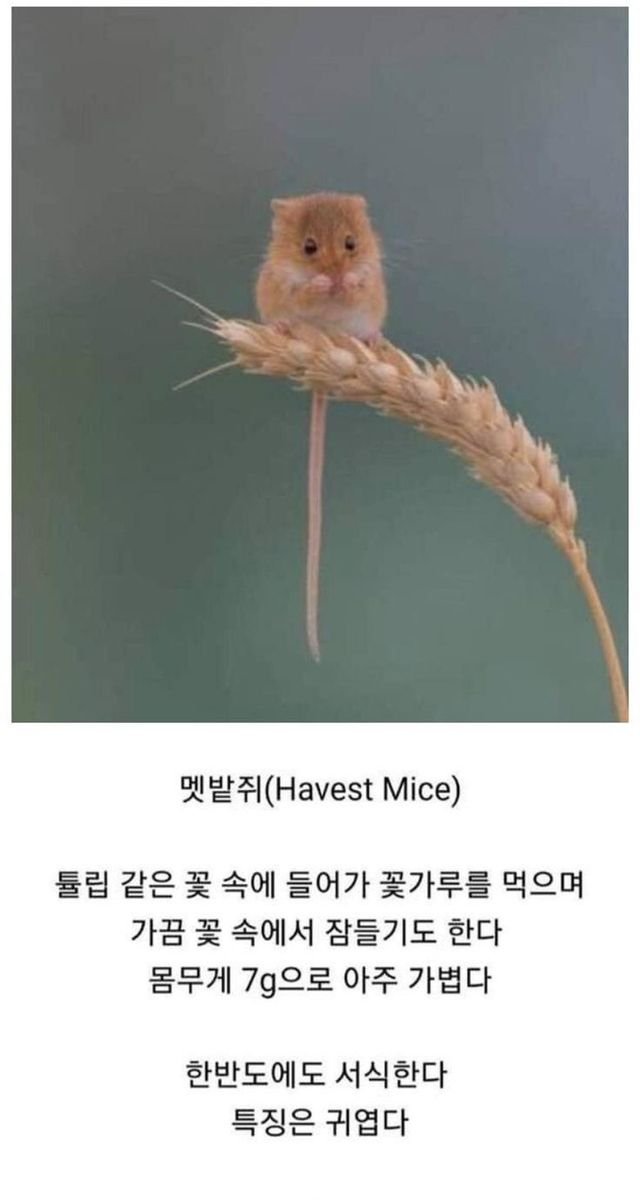 sattosi84's tweet photo. 보리위에 올라가있네요 저렇게 작다고요??? 

곤충한테도 잡아먹히곘다 ㅜㅜ

한 사마귀 정도 만할듯 https://t.co/id2t5FgK3p