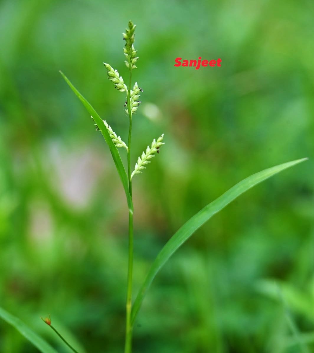 BiotechSanjeet tweet picture