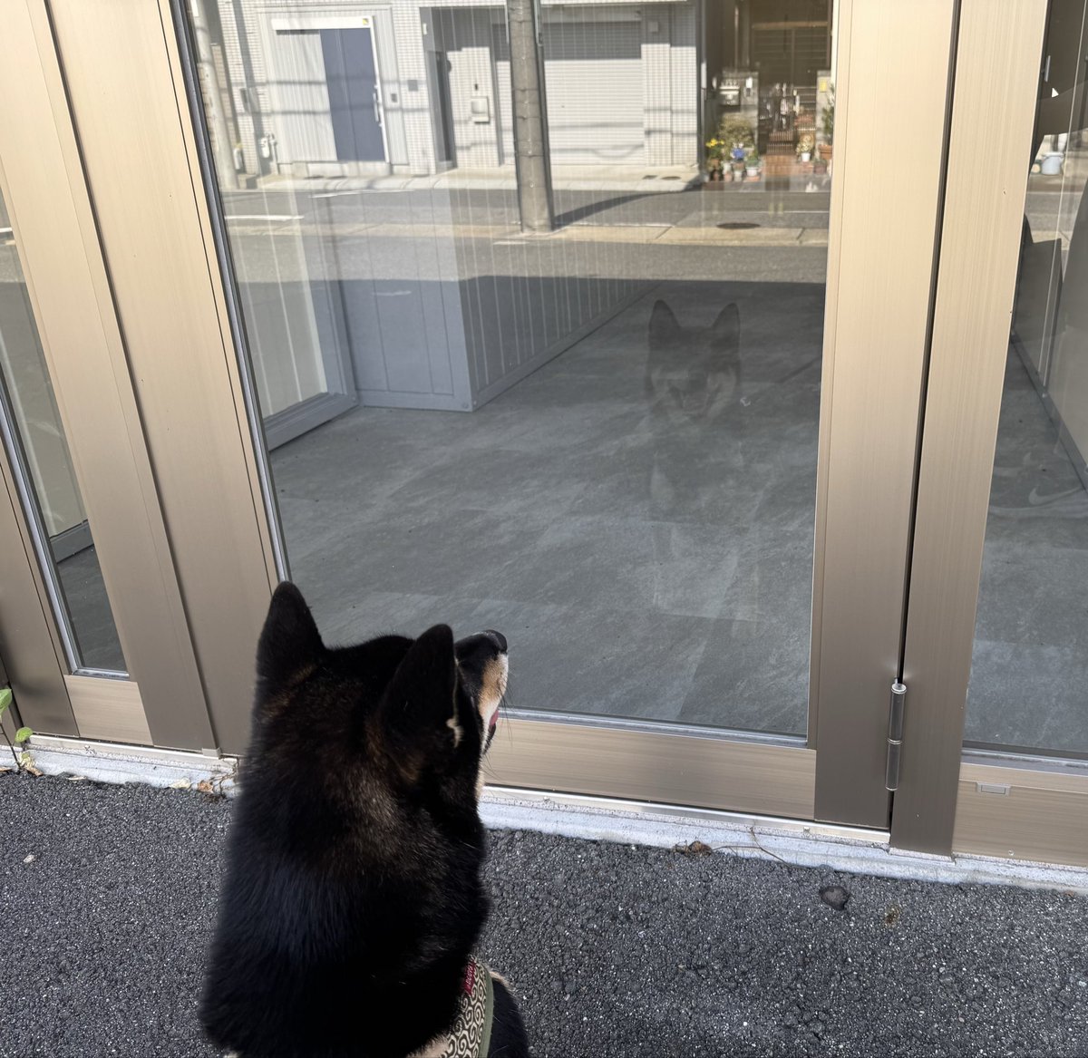 okogenox's tweet photo. 反射する自分に挨拶する柴犬 https://t.co/wVHTg9ZVpS