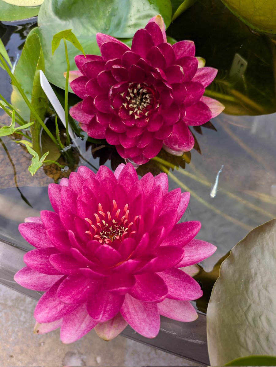 knmr0528's tweet photo. スプラッシュ
ヴィオリシャス
レーヌデュバル
ラベンダースター

今朝は睡蓮の花だらけ

#睡蓮 https://t.co/sOccUJpmMU