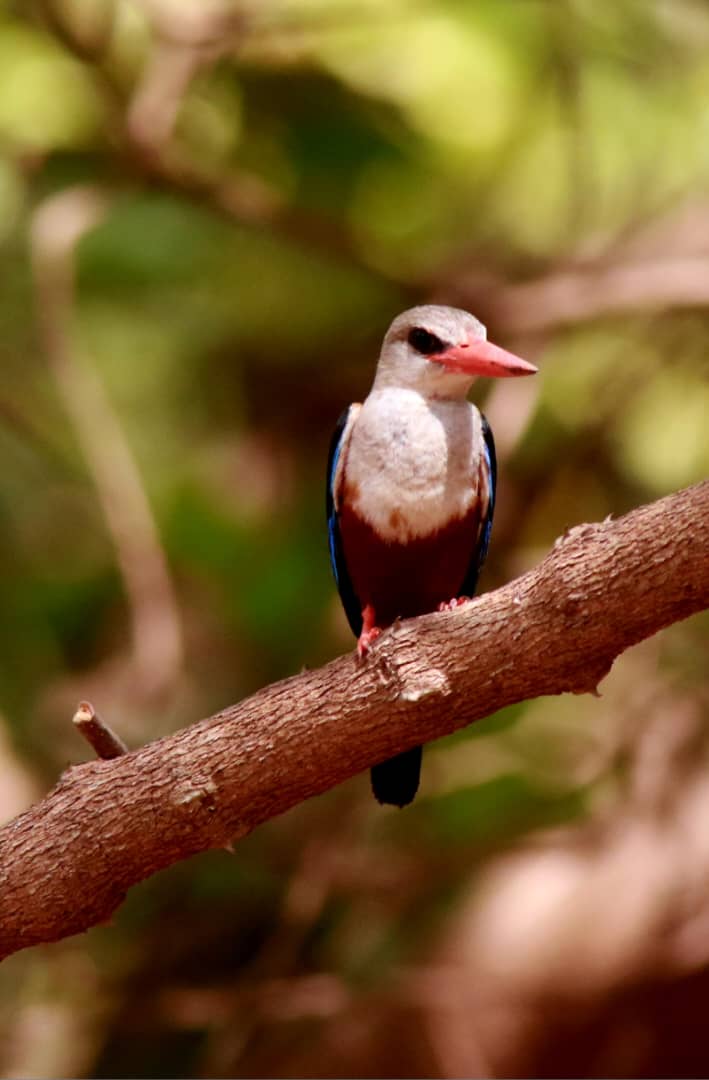 AnsuDunor's tweet photo. Grey Headed Kingfisher at Gambia River you can book us for your Birdwatching/Wildlife Photographing Holiday within Gambia and Senegal on https://t.co/jAQliOB5KH https://t.co/F99GQNyw1K