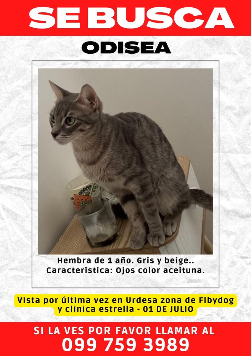 EmergenciasEc's tweet photo. #GatitoPerdido
Ayuden a compartir por favor, gracias https://t.co/mk1aI1iEek