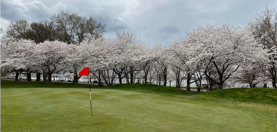 ParrotMystery's tweet photo. 日米友好の象徴として日本が1910年に贈った桜。
そのワシントン最古の並木が、トランプ大統領のゴルフ場改修計画で伐採される恐れがあるとワシントンポスト紙が報道。
大統領が視察時に持っていた図面からは並木が消え、練習場に造成される区域に位置していると書かれています。着工は9月1日予定。 https://t.co/EwLjRAdkJt