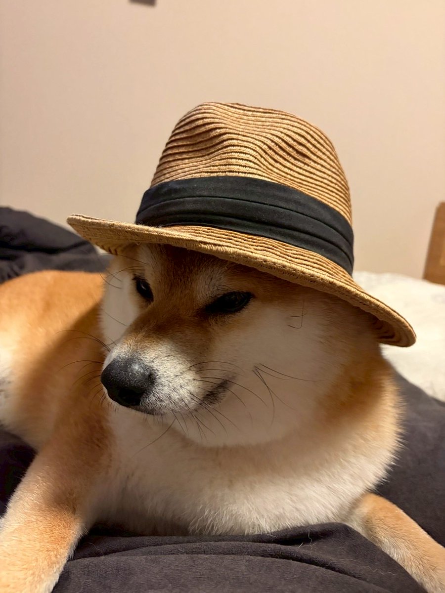 柴犬のココとヨッシーのDIY (@shiba_coco10diy) / Posts / X