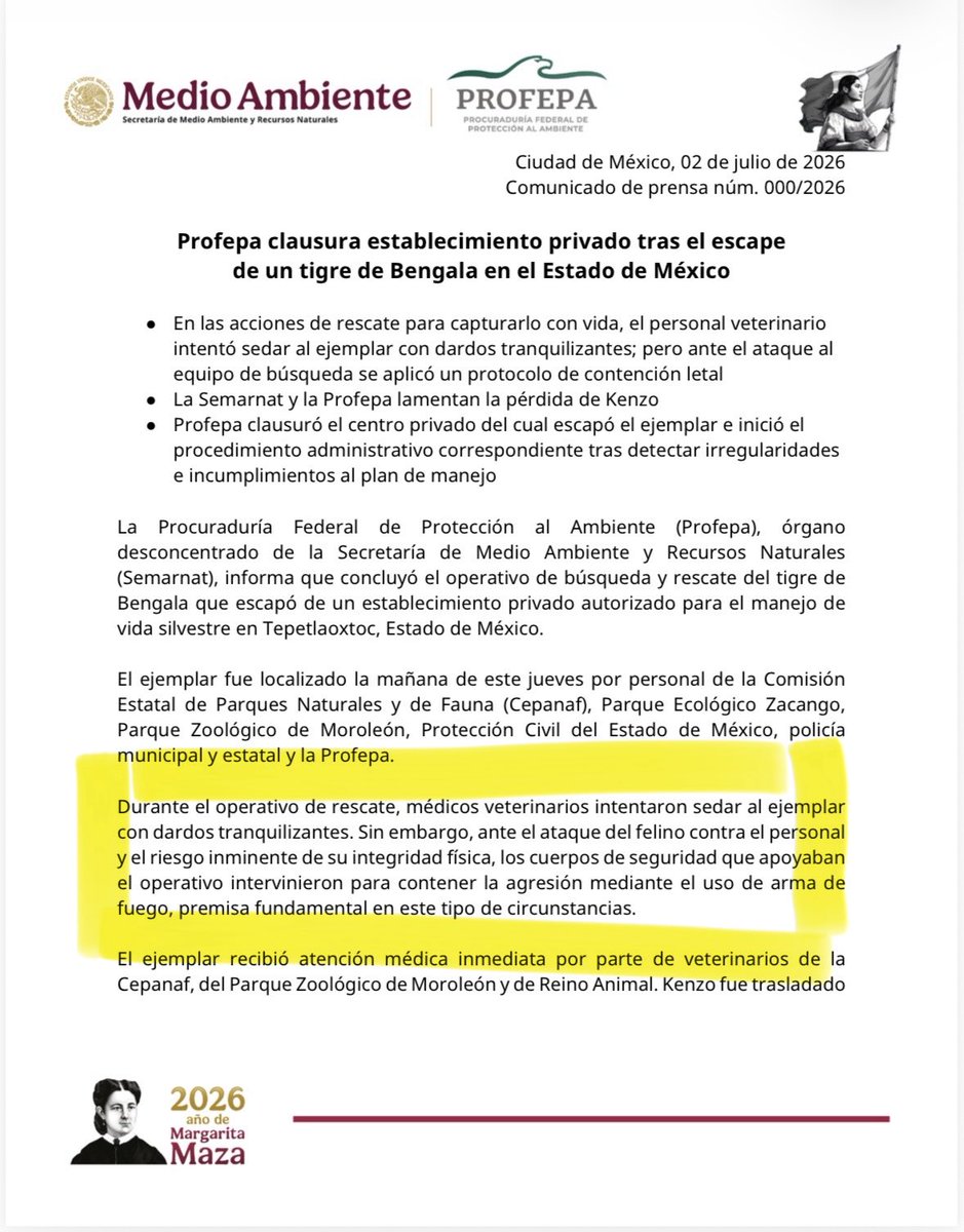 Erika_Velasco_'s tweet photo. Dice la alcaldesa de Tepetlaoxtoc, Diana Lizbeth Morales, que el tigre de bengala fue sedado durante su captura, alrededor de las 6 de la mañana, y que no presentaba heridas que comprometieran su vida. ¿Entonces la Profepa miente? Esto es gravísimo. https://t.co/R51CE9hRXH https://t.co/XMs5Behplf