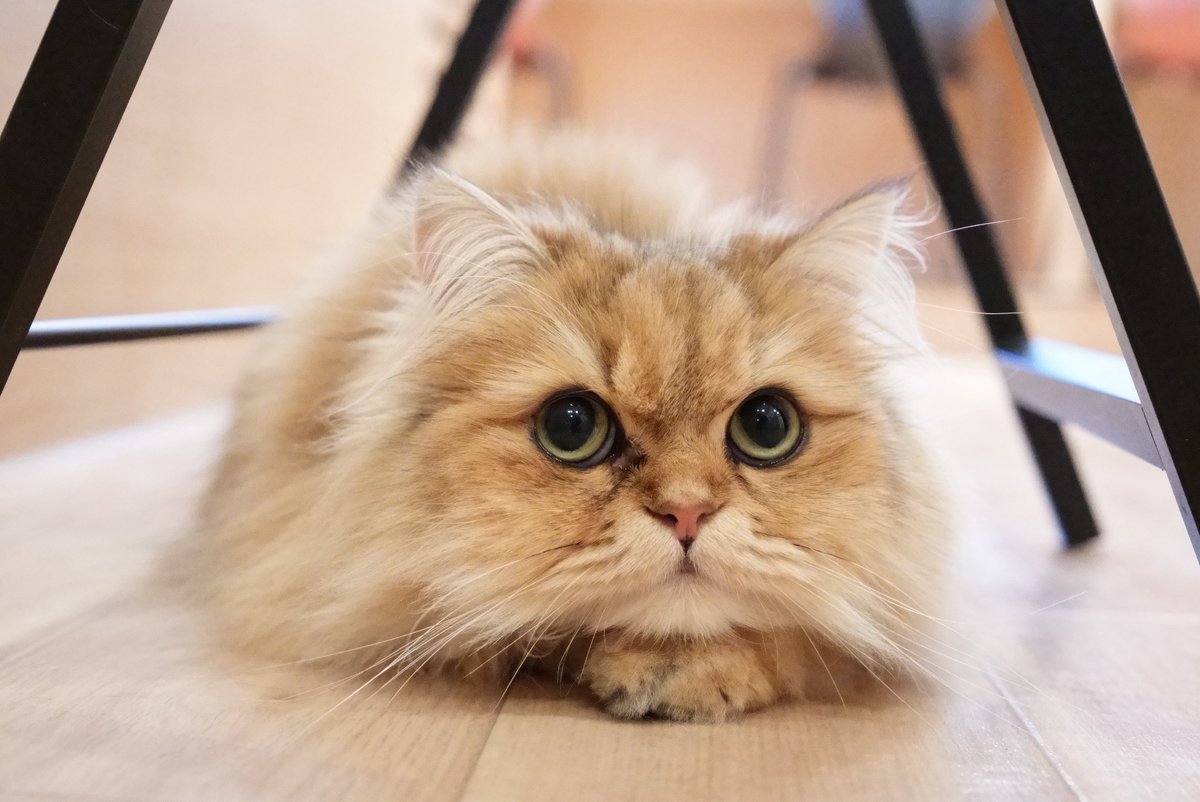 akihirocamera's tweet photo. #cat #catcafe #puchimarry #cute #photo #ilce7sm3 #sel2470gm2 https://t.co/McXdKuyh68