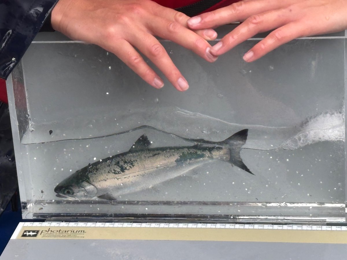 Jacobkupp's tweet photo. SALMON RESEARCHER FACT CHECK: TRUE https://t.co/0jXd68oSxC