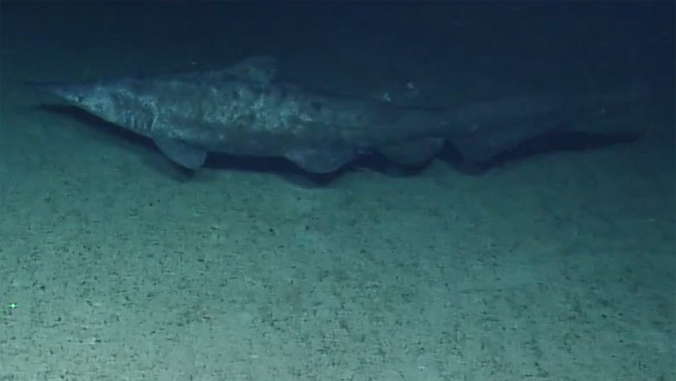 uhmanoa's tweet photo. #UHohana oceanographers reported the first live deep-sea footage of the rare goblin shark at Jarvis Island and Tonga Trench. The findings break depth records, show the shark living 700m deeper than expected, and prove they inhabit the Central Pacific ➡️ https://t.co/Y53NVcPWDh https://t.co/ypOWMe7Oj5
