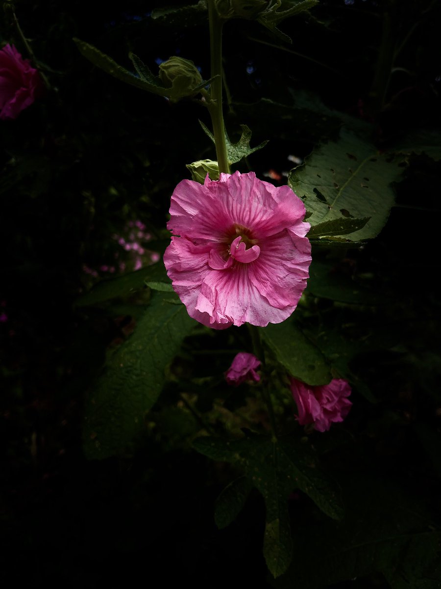 ErolPhotog15142's tweet photo. It’s FRIDAY… it’s FLOWER DAY..

#friday #flowerday #flowers #photo https://t.co/OBrVulWm7F