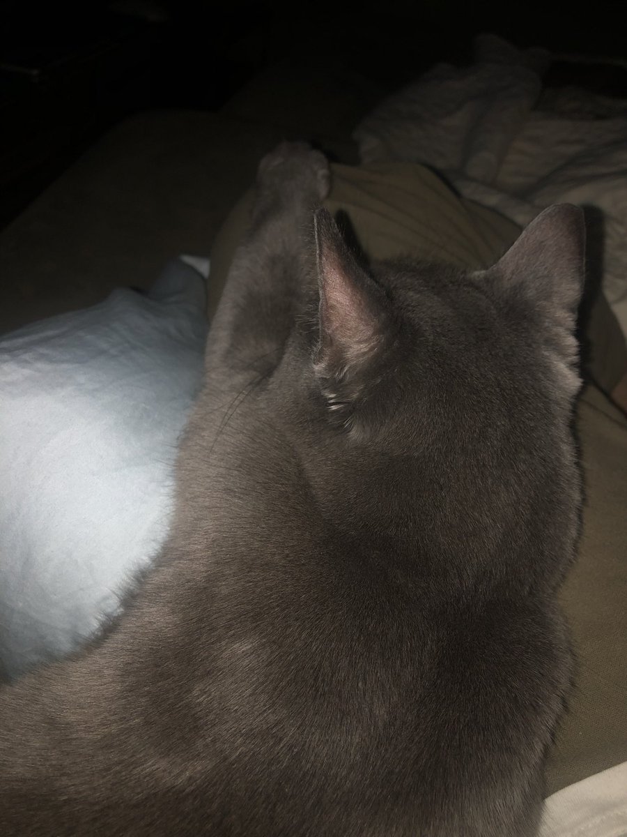 KfjSpace's tweet photo. @_RealAxelVasa My cat turned around when I read that and is now purring. Please tell me you’re the good kind of wizard https://t.co/sleR8VIVlA