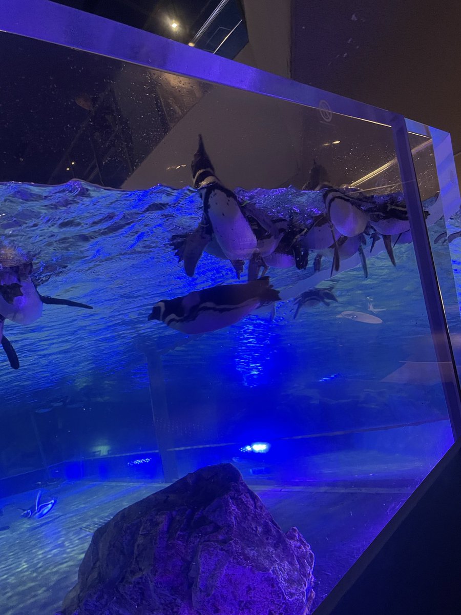 Leon100521's tweet photo. 水族館って癒されよねぇ https://t.co/CH02HZ9Z6U