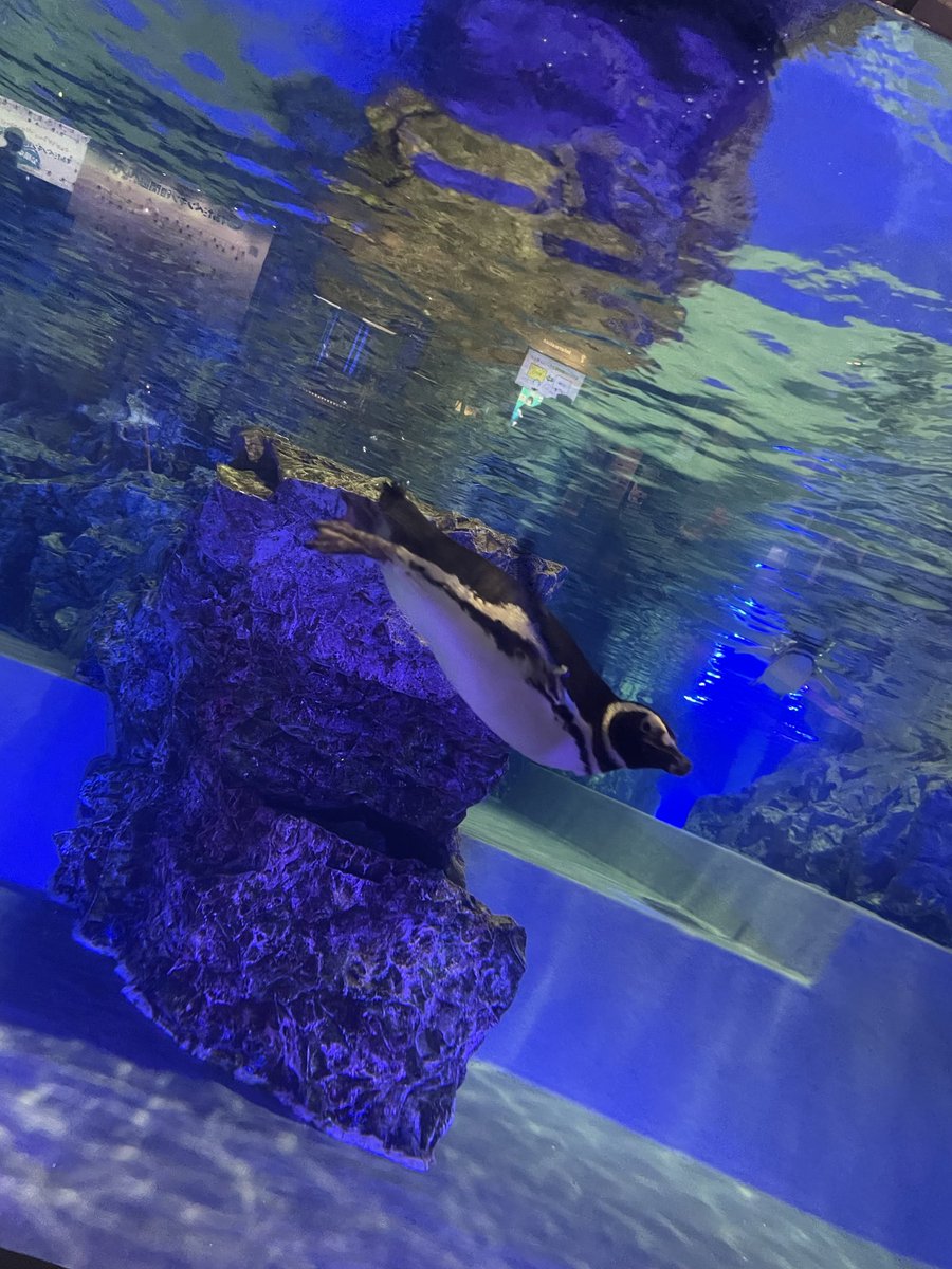 Leon100521's tweet photo. 水族館って癒されよねぇ https://t.co/CH02HZ9Z6U