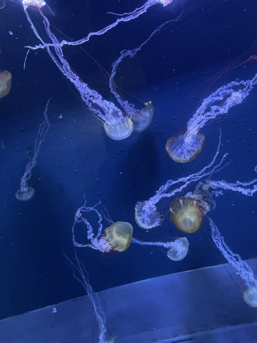 Leon100521's tweet photo. 水族館って癒されよねぇ https://t.co/CH02HZ9Z6U