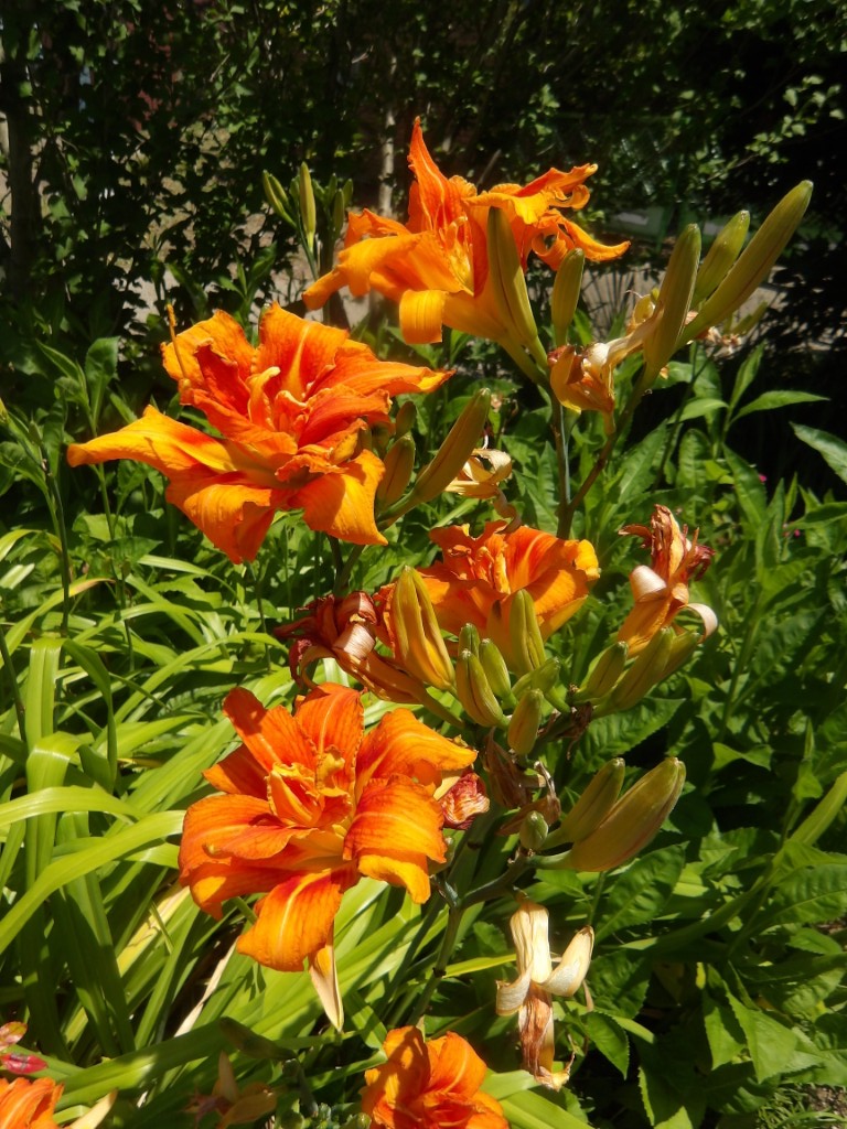 パークセンター】 7～8月にかけて鮮やかなオレンジ色で八重咲きの花を