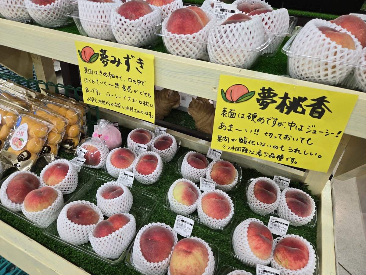 aisaiflora's tweet photo. テレビでも話題の桃？！
🍑夢桃香
🍑夢みずき
山梨県より直送で届いてます✨
あま～い香りがたまりません☺
#グリーンファーム
#あい菜フローラ店 https://t.co/2XvpsJnIPm