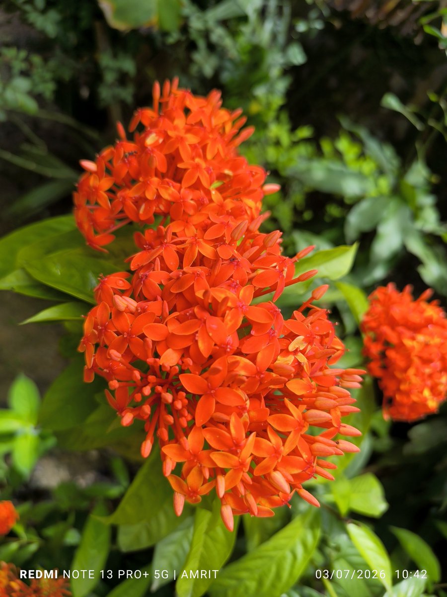 AmritGhosh64821's tweet photo. My garden today... 
☺☺☺☺☺ https://t.co/uPPltM7l8a