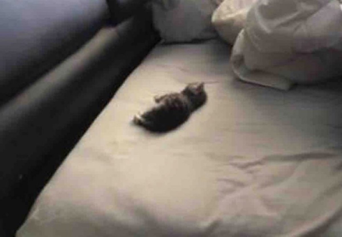 Guarromantico_'s tweet photo. Cuando te compras un colchón king size para poder dormir a tus anchas. https://t.co/aJbpulX8tk