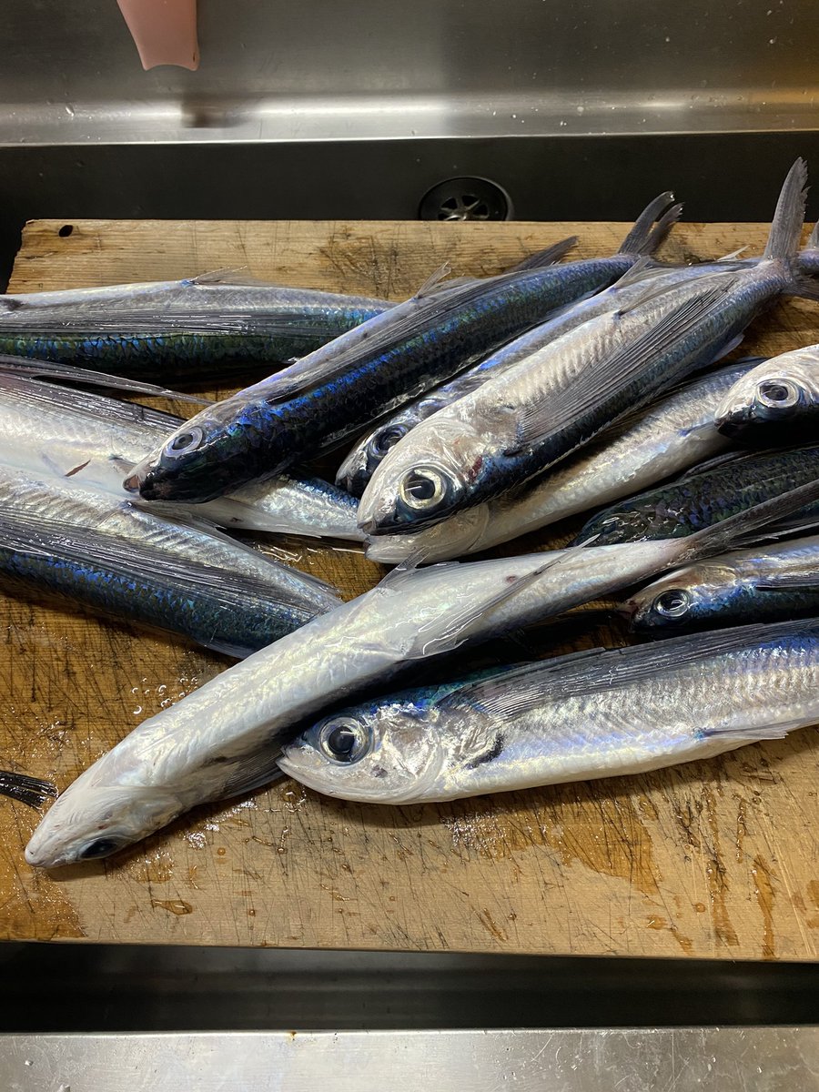 KazeShimano's tweet photo. パパン　僕もうトビウオは飽きました(；ω；)ｶﾜﾅｲﾃﾞ https://t.co/Yj0eMI7sXV
