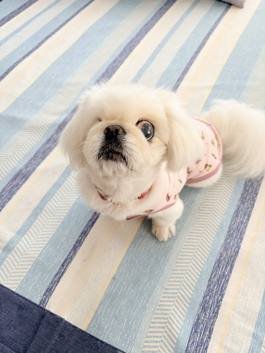 mofu2_paradise's tweet photo. お家7年1ヶ月と28日目のいちこ🐶
🐶「用事終わったでつか？」
バイトから帰宅して、銀行やら買い出しやらやっと終わったよ😮‍💨夕方のお散歩までちょっとのんびりしますかね😊
#保護犬カフェ西八王子卒業犬
#いちこの仕事は元気でいる事 https://t.co/joen570MO2