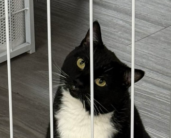 falspals's tweet photo. @feederofcats Oh no...what did he do? https://t.co/hg6RSxgTUM