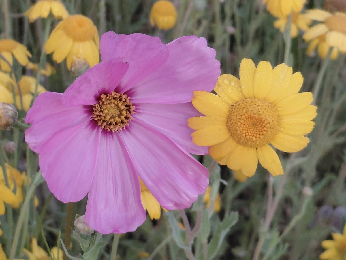 AntheaJames3's tweet photo. Happy Friday hope it goes well for you. #PinkFriday #CosmosChallenge Corn#DaisyDays https://t.co/P07KkgaHGi