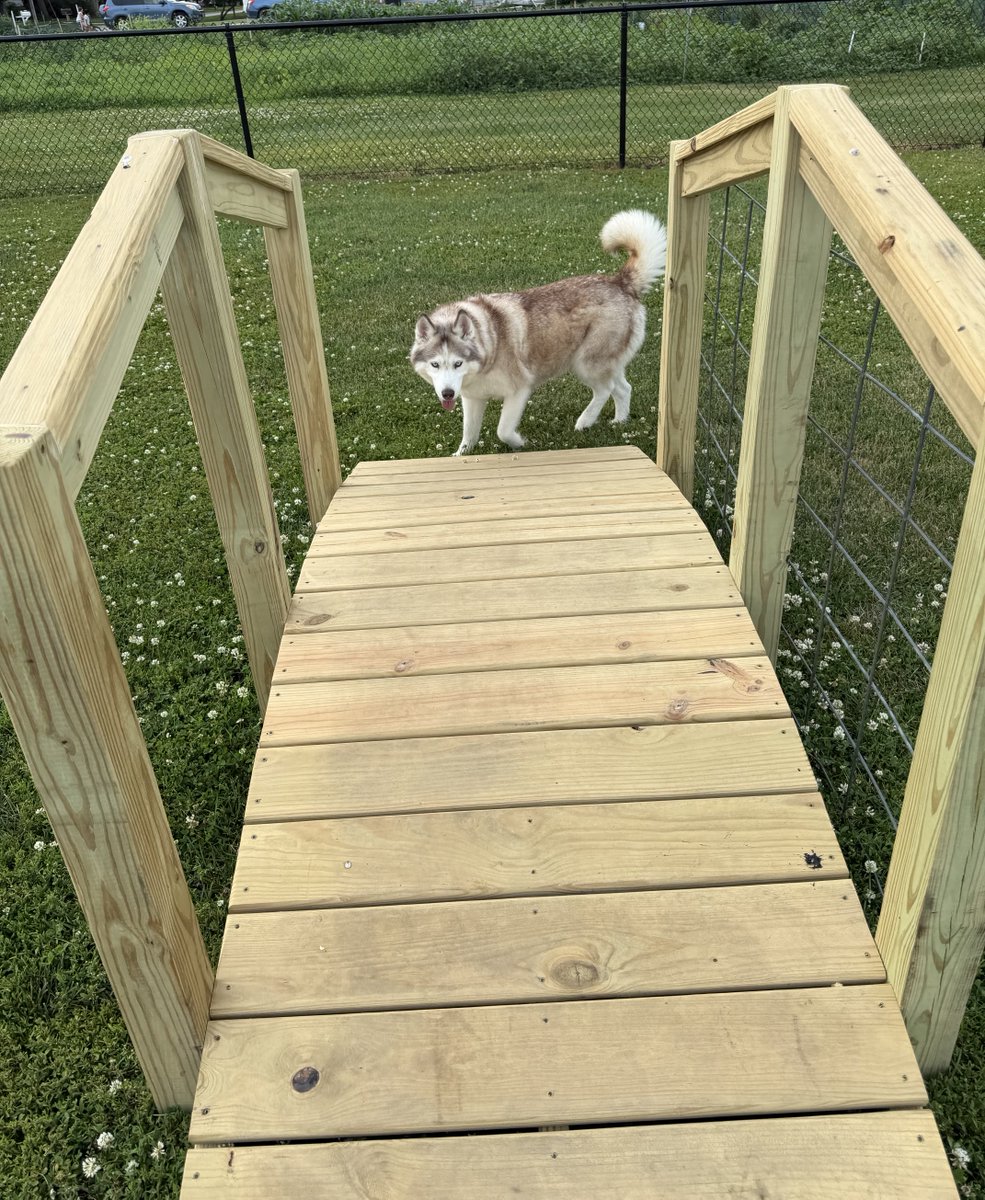 IamZerker's tweet photo. Moose checking out the Dog Parks new bridge. https://t.co/whlZQoLaQ8