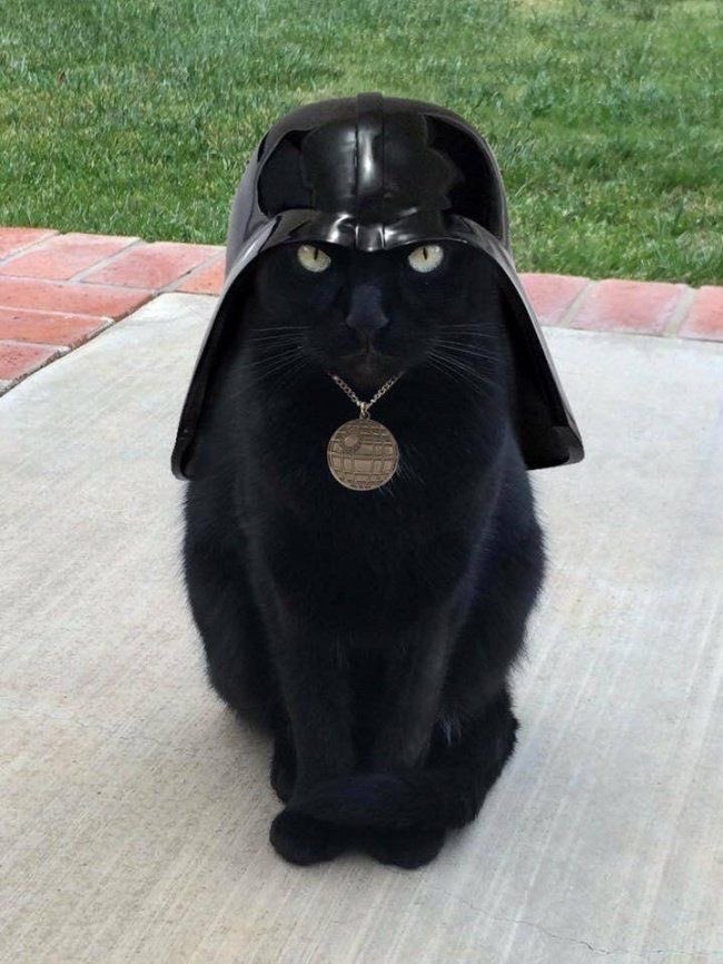 blackscats's tweet photo. https://t.co/Q4afcItBYs