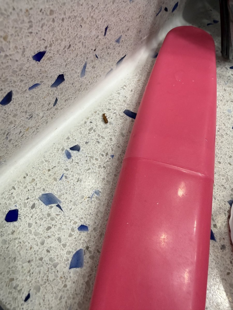 Conniecheese's tweet photo. @_CoconutBay When you save up to take your family somewhere nice but your room is infested with these bugs 💀 They are in our LUGGAGE now. Never again…. https://t.co/pvEGh1TtdE