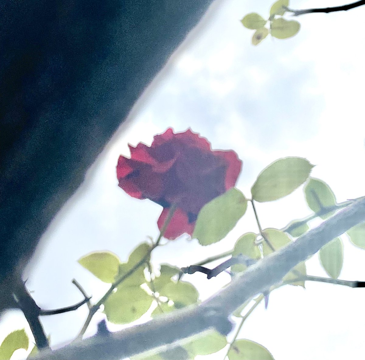 akemisan6's tweet photo. 赤と黄色の薔薇は みんなが散ってからポツンと遅れて咲いた子😄
紫陽花も色褪せてきました　長らくありがとう💕
#TLを花でいっぱいにしよう https://t.co/XntRU2QeQL