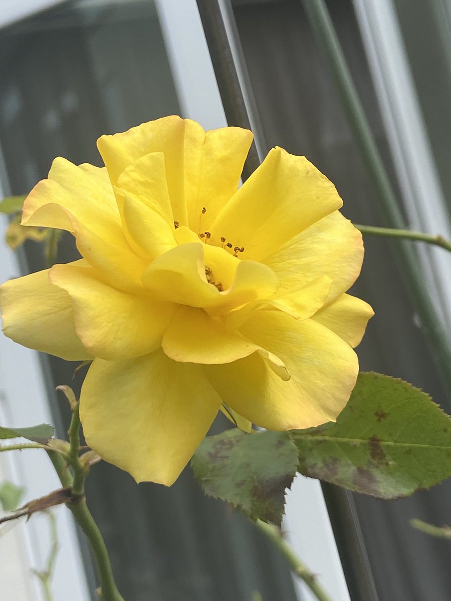 akemisan6's tweet photo. 赤と黄色の薔薇は みんなが散ってからポツンと遅れて咲いた子😄
紫陽花も色褪せてきました　長らくありがとう💕
#TLを花でいっぱいにしよう https://t.co/XntRU2QeQL