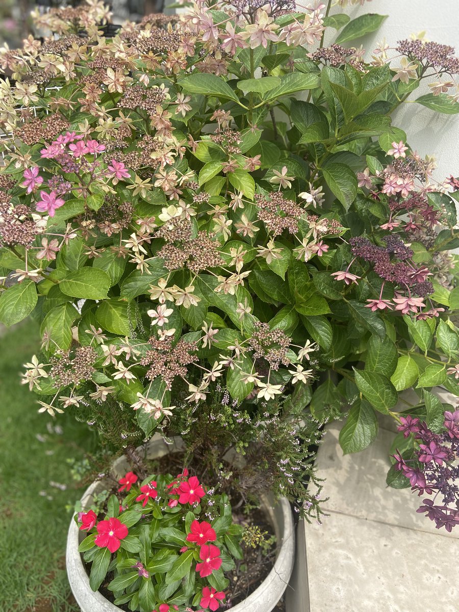 akemisan6's tweet photo. 赤と黄色の薔薇は みんなが散ってからポツンと遅れて咲いた子😄
紫陽花も色褪せてきました　長らくありがとう💕
#TLを花でいっぱいにしよう https://t.co/XntRU2QeQL