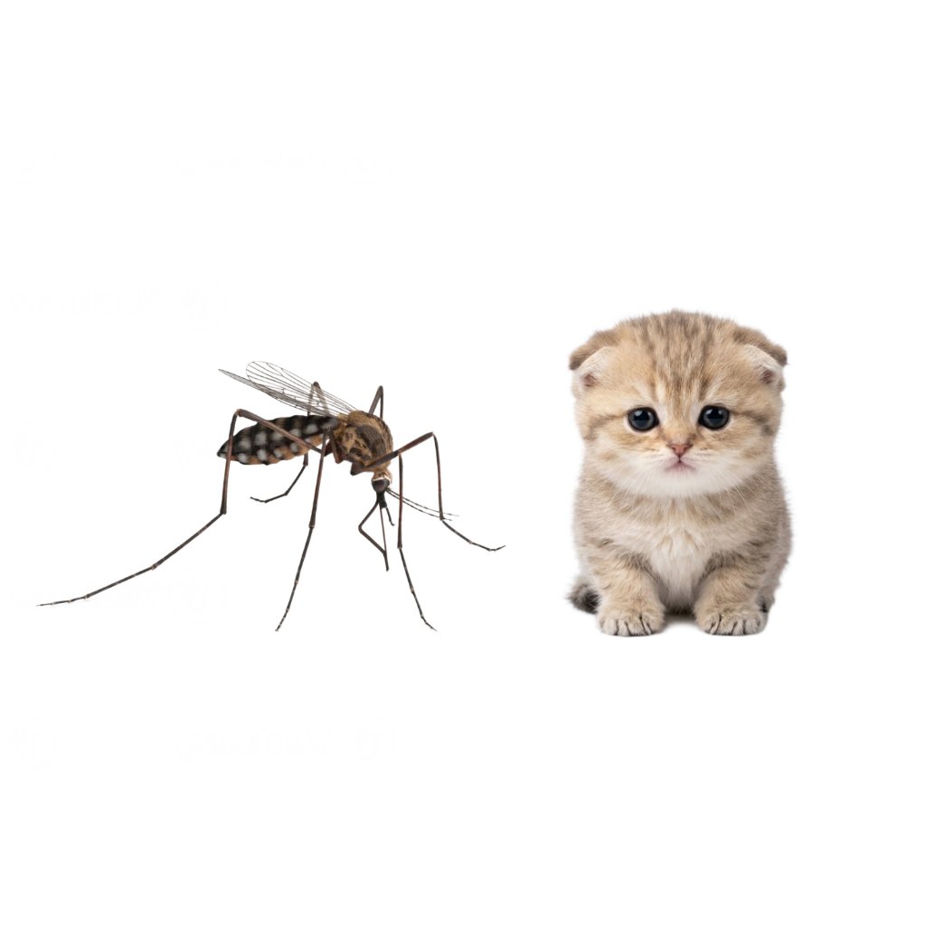 microcatfun's tweet photo. https://t.co/SKXnbkW6oN