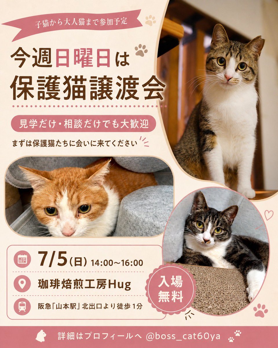 boss_cat60ya's tweet photo. 🐾今週日曜日は保護猫譲渡会です🐾

毎月第1日曜日に開催している、宝塚市の保護猫譲渡会😸

今月も、ずっとのおうちを待っている保護猫たちが参加します✨

是非お越しください😸
https://t.co/Cy0gtDYjkJ

#保護猫 #譲渡会 #宝塚 #60家 https://t.co/oLqd73eLoH