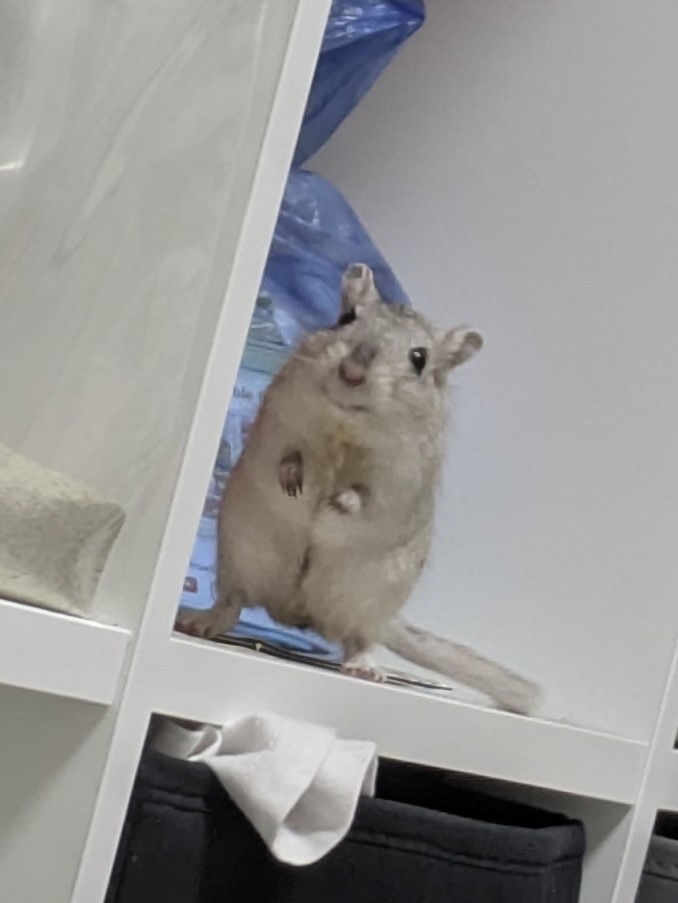 mari_asham's tweet photo. 毎日頑張ってやっと棚の2段にジャンプできたモチさん。

ママ～みて〜できたよ！✨🐭✨

#スナネズミ #ジャービル https://t.co/w3Kamvz9ZZ