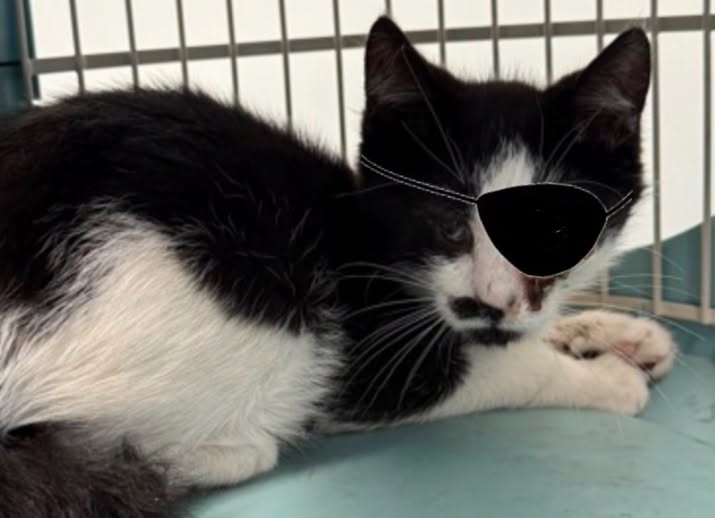 DubJH1009's tweet photo. https://t.co/6Kjwhb4iEB #ALLSCHEDULEDTODIE #EMERGENCY #SOS #ALLMUSTBESAVEDASAP #ALLWILLBEKILLED #DOSOMETHINGPLEASE #HELPIMMEDIATELY #MAYDAY #REDALERT #URGENT #SOS #CRITICAL #DESPERATE #nyc #cats #kittens https://t.co/17qrgjnk3d