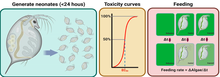 MPs_MDPI's tweet photo. #newpaper
🌊A Miniaturised Protocol for Feeding Measurements in Daphnids
👥Konstantinos Grintzalis et al.
🔗 https://t.co/2eRyWdBQq5
#phenotypicendpoints #pollutionmonitoring #Daphnids #feedingmeasurements #ecotoxicology #waterquality https://t.co/R8dJuiicF4