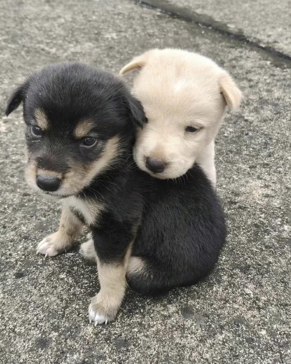 twaniimals's tweet photo. https://t.co/pwKiCinHlN