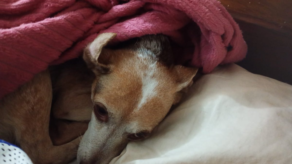 thaiannax's tweet photo. Pessoal, preciso pedir ajuda mais uma vez pela Cacau. 💔 Infelizmente, as ajudas pararam literalmente. A rifa praticamente parou e até as doações de R$ 1,00 ou R$ 0,50 deixaram de acontecer. Nos últimos dias, apenas duas pessoas compraram um número da rifa cada uma...+ https://t.co/YlgxVNRFLw