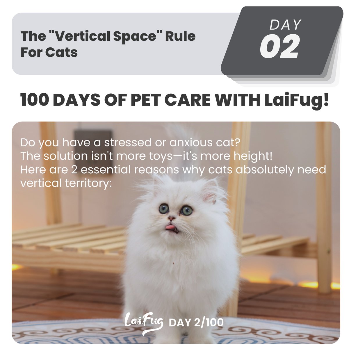 LaiFugVIP's tweet photo. Does your cat prefer sleeping on the floor or high up? Tell us below!
#Laifug #DogLover #PetSale #DogBed #Cat https://t.co/ka2jdUwJj9