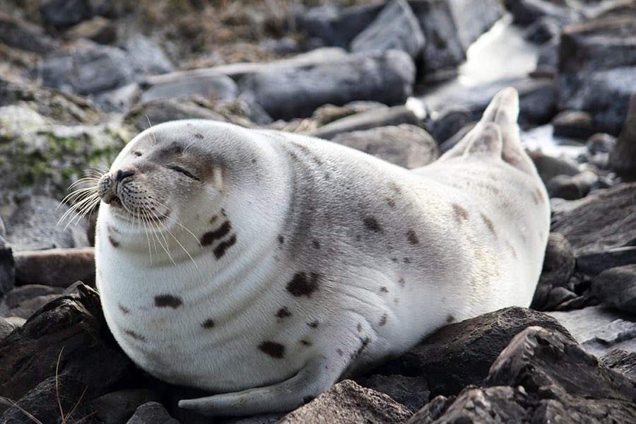 Jay_K77vl's tweet photo. Oh what a big seal muahaha https://t.co/NU2jb9gIY2
