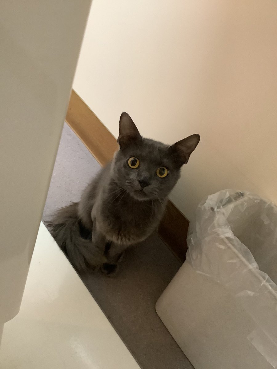nakagawaahp's tweet photo. 《小笠原猫飼い主さん募集》
小笠原父島から来た去勢済みのラヴィくん
人にも慣れていておっとりとした性格です
尻尾ふわふわがトレードマークです🐈‍⬛
是非顔を見にいらして下さい✨ https://t.co/VvNszIdWWK