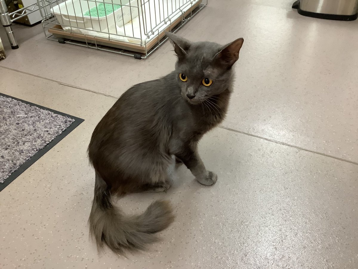 nakagawaahp's tweet photo. 《小笠原猫飼い主さん募集》
小笠原父島から来た去勢済みのラヴィくん
人にも慣れていておっとりとした性格です
尻尾ふわふわがトレードマークです🐈‍⬛
是非顔を見にいらして下さい✨ https://t.co/VvNszIdWWK